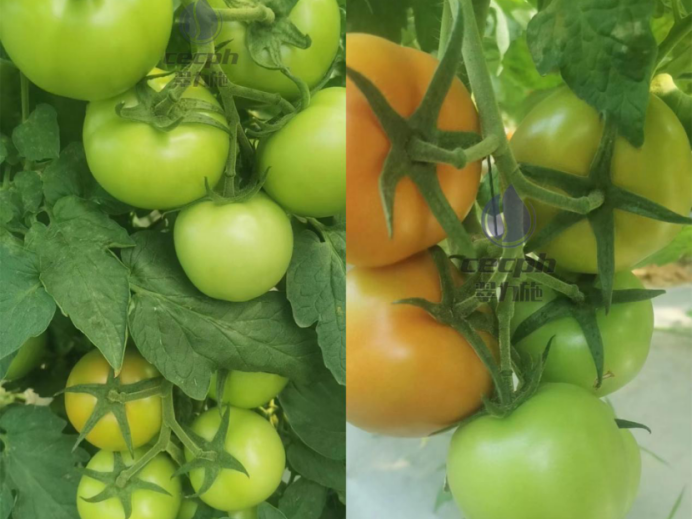 西红柿用什么肥料好？就选翠力施