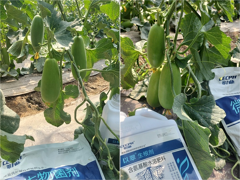 翠力施水溶肥-山东甜瓜效果
