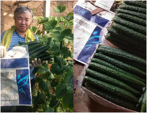 微生物菌剂哪个厂家好-翠力施以翠菌剂黄瓜