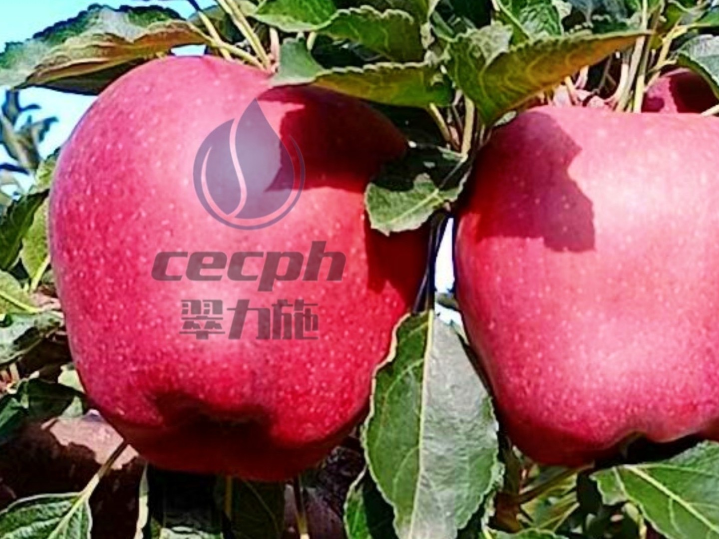 【已用】时间：2022.12.29,地址：甘肃平凉，作物：苹果使用产品：苹果用大量元高钾+磷酸二氢钾，个头均匀，转色比去年红，色泽亮，果实比去年重。 (2)
