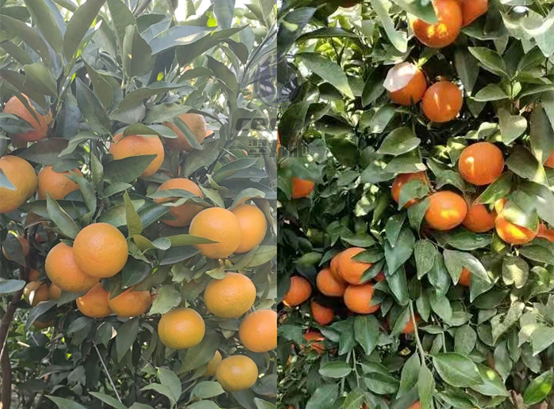 柑橘树春季施肥技术-以翠柑橘效果