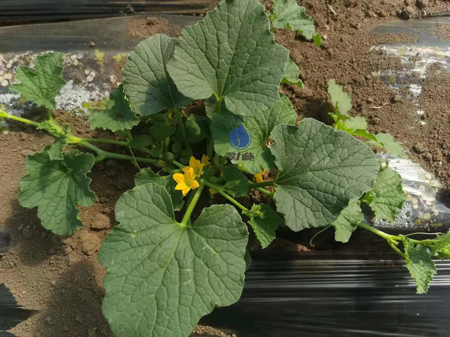 微生物菌剂哪家好，赵大哥案例