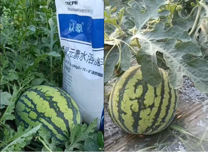 水溶肥-翠力施水溶肥西瓜