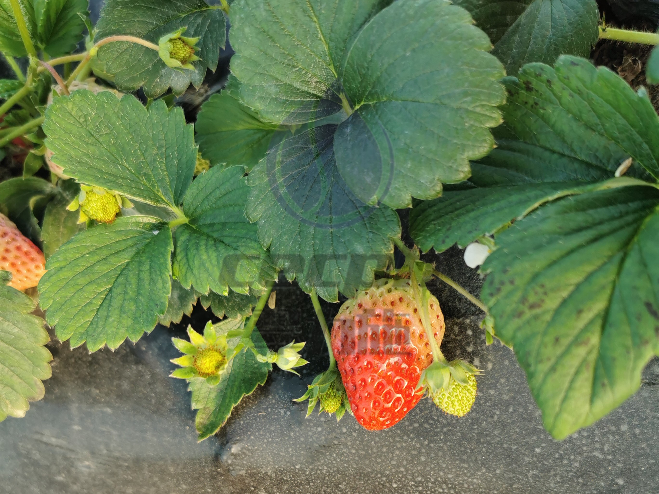 草莓施肥用什么才高产？王大哥案例