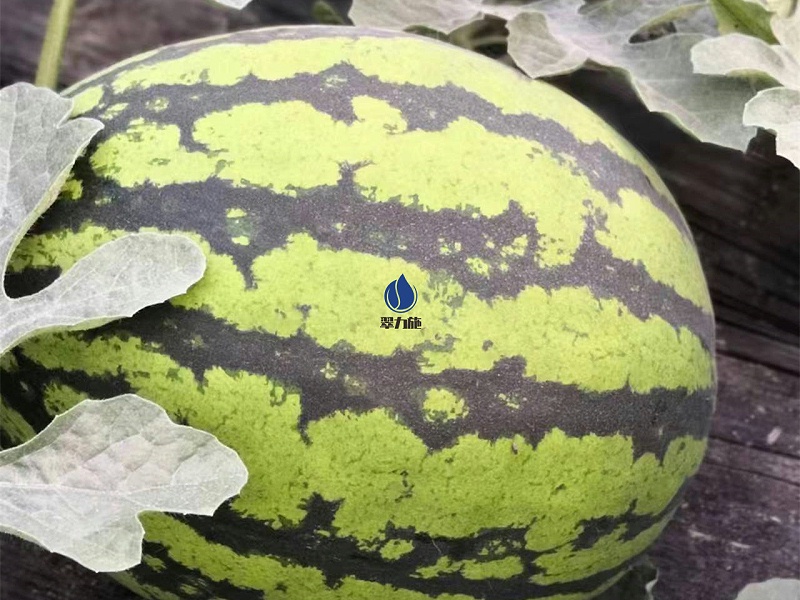 种西瓜用什么肥料又大又甜-以翠西瓜