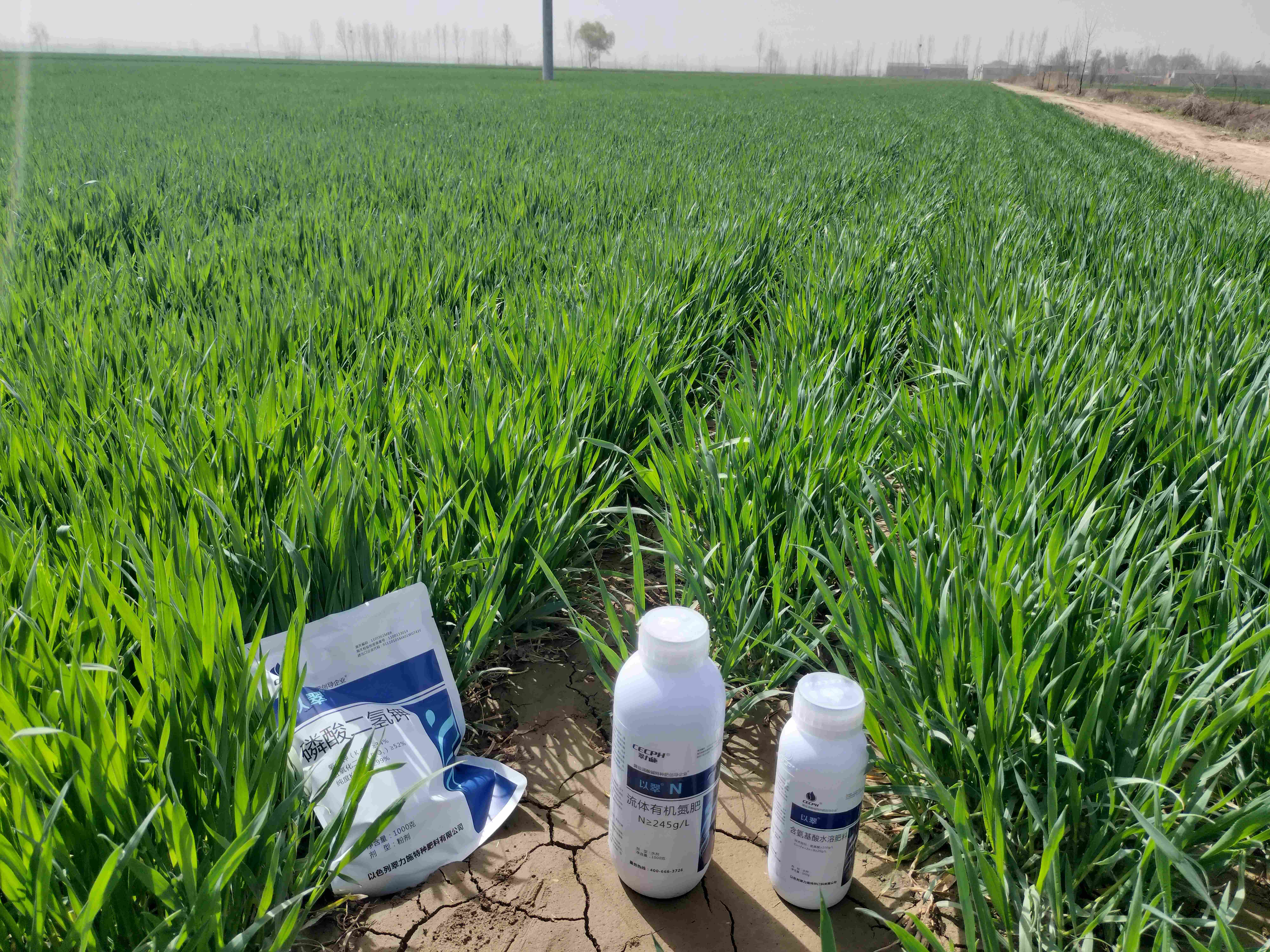 小麦打什么叶面肥增产？经验分享