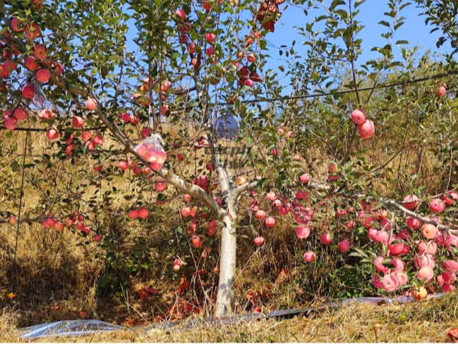 磷酸二氢钾-翠力施磷酸二氢钾苹果