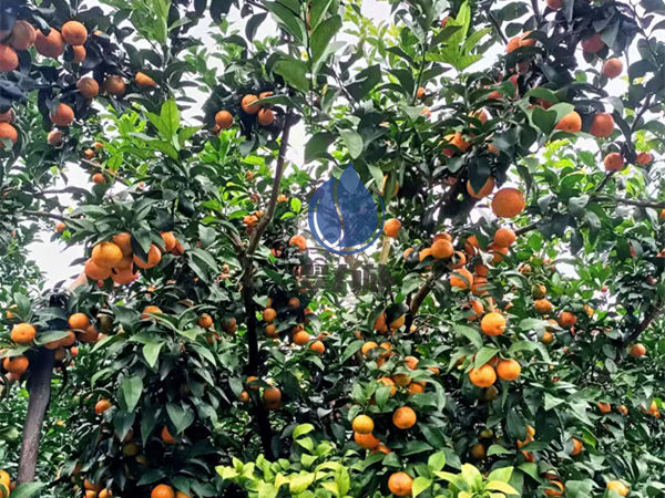 如何施肥让果实快速膨大-以翠柑橘