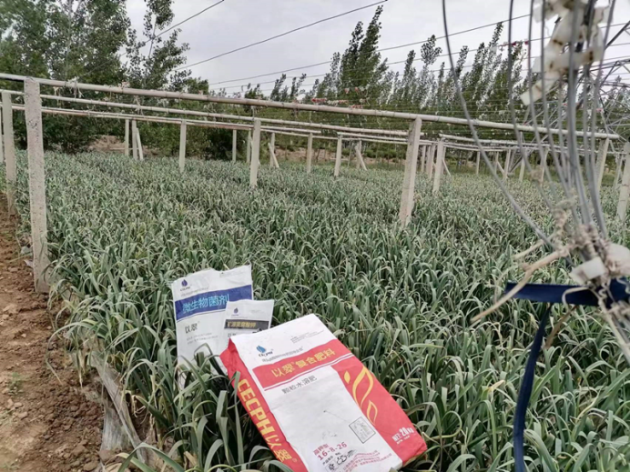 水溶肥-大蒜用以翠水溶肥
