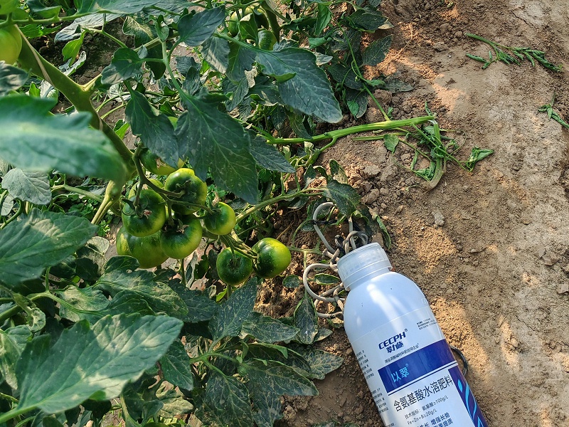 氨基酸叶面肥-以翠番茄效果 氨基酸叶面肥-以翠番茄效果