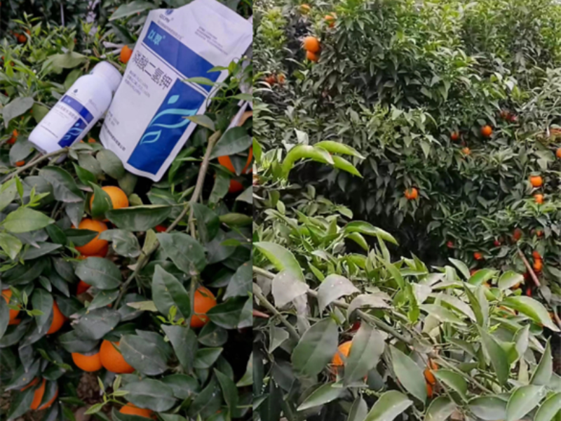 柑橘树用什么肥料最佳？刘大姐案例