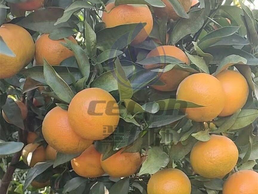 磷酸二氢钾-以翠柑橘