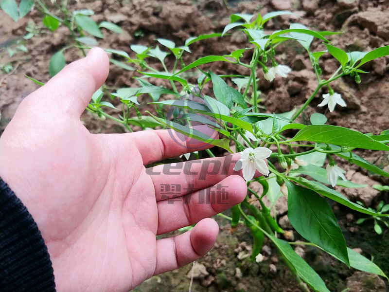 种辣椒用什么肥料高产？翠力施助力增产