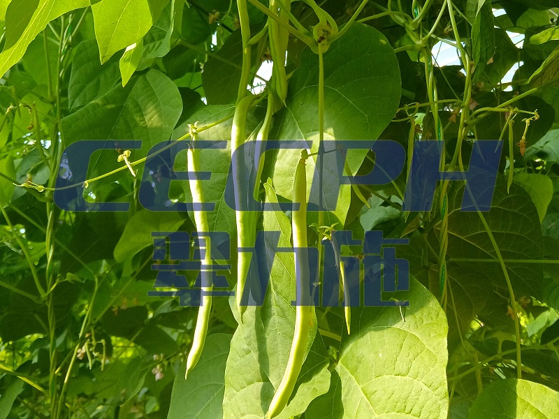 2025.11.17宁夏梅豆用以翠;梅豆打药打多出现药害又用以翠氨基酸叶面肥+锌肥+除草剂安全消缓剂5天之后就看到有明显的效果，又打一遍缓解药害的，梅豆一个月后植株长势健壮，叶片肥厚浓绿，结荚多 