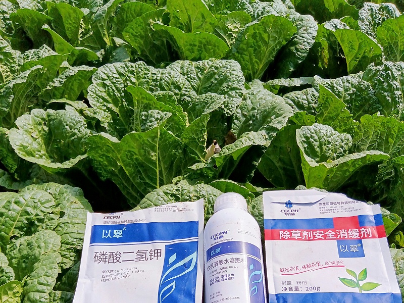 2025.9.28宁夏白菜用以翠；由于前期被冰雹也打过，又连着一星期下雨阴天，前期还用以翠颗粒菌剂，白菜比周边的长势好，芯包的比较瓷实