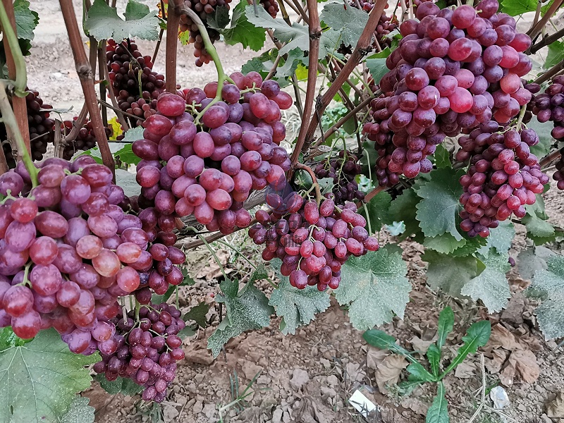 葡萄树用什么肥料好—以翠葡萄效果