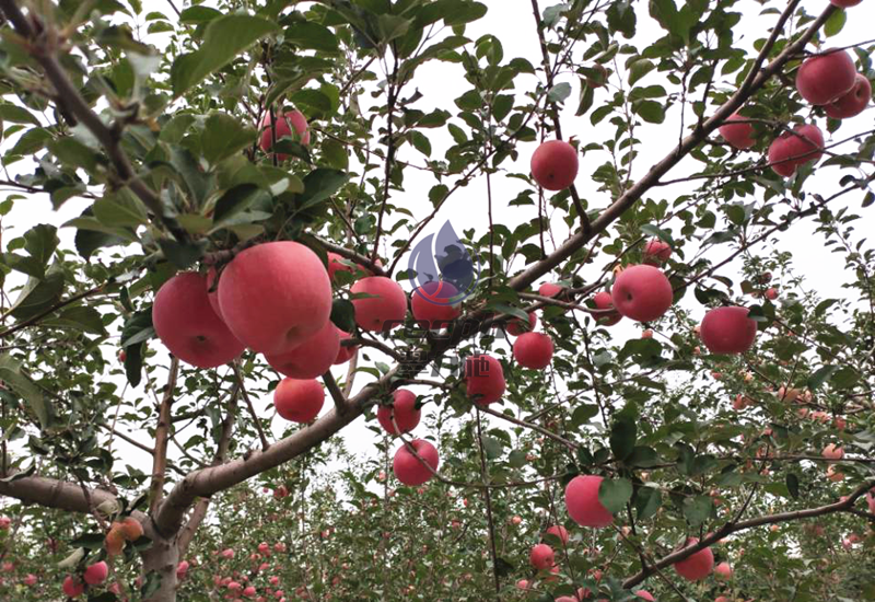 果树用什么肥料好-以翠苹果