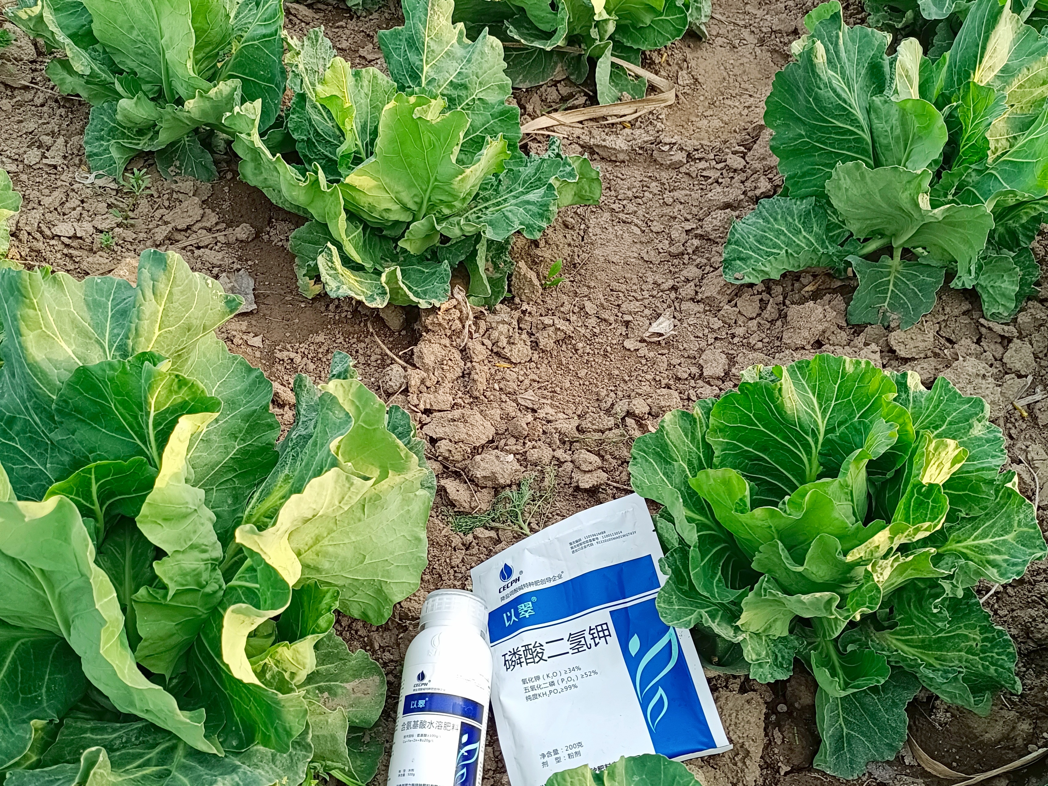 氨基酸叶面肥，合理使用更高效