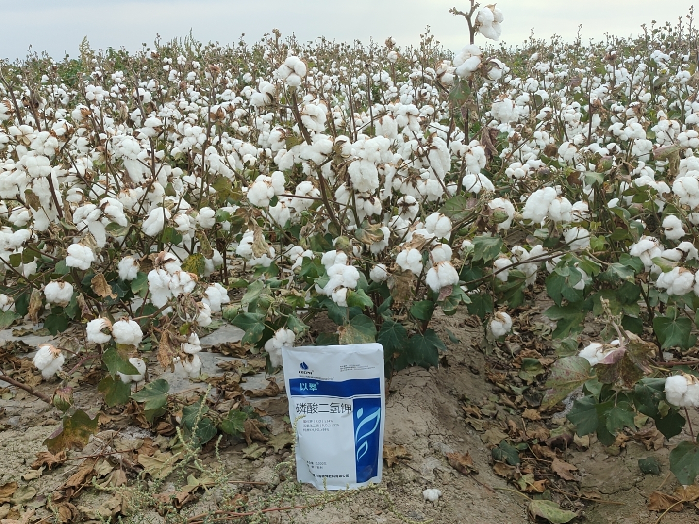 翠力施水溶肥，助力棉花丰产