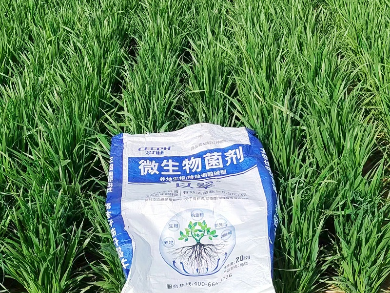 科学施肥-以翠小麦效果