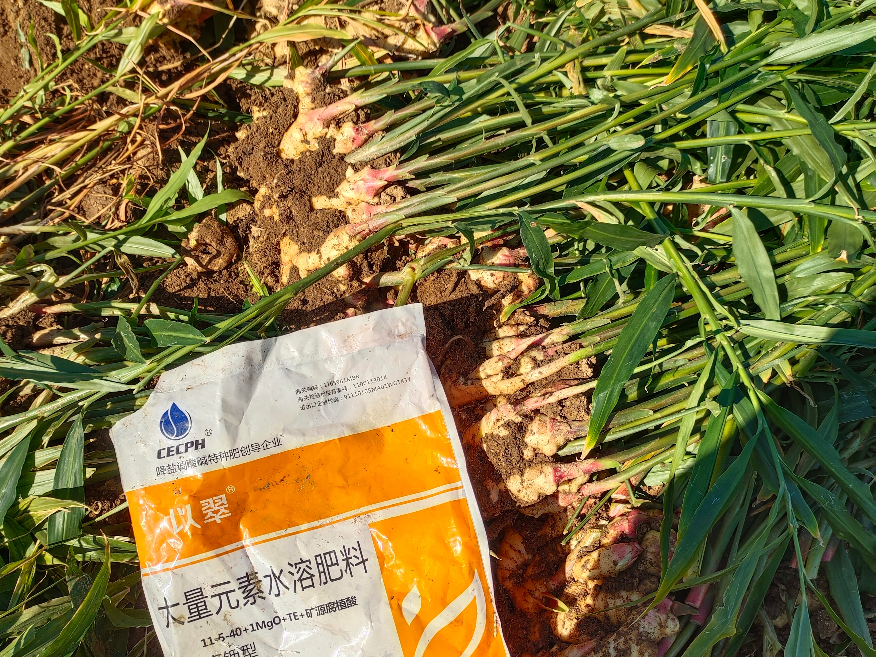 大姜施肥技术要点：用菌剂破难题