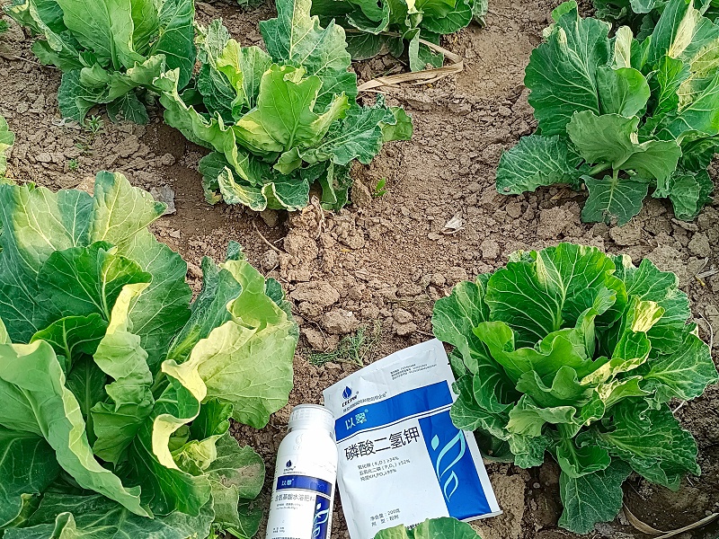 氨基酸叶面肥-以翠包菜效果