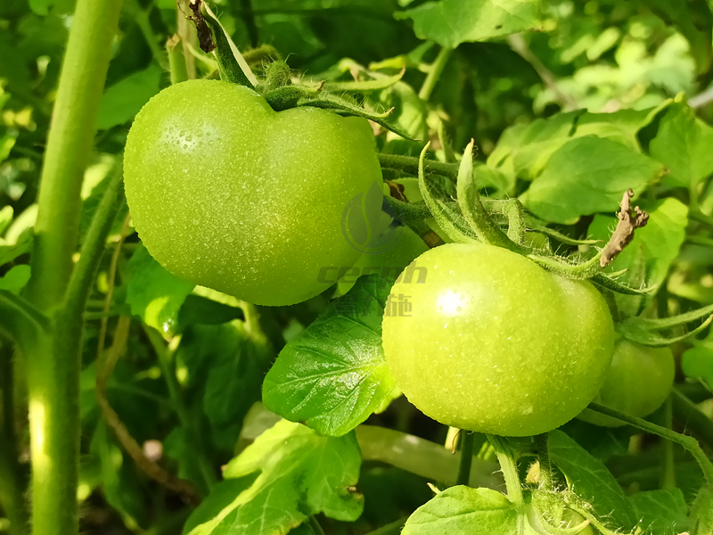 西红柿需要什么肥料好-以翠磷酸二氢钾