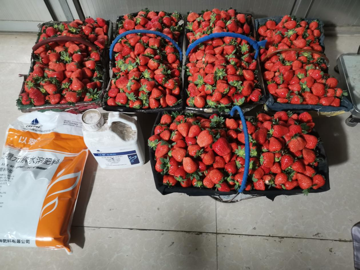 水溶肥，草莓高产的好帮手