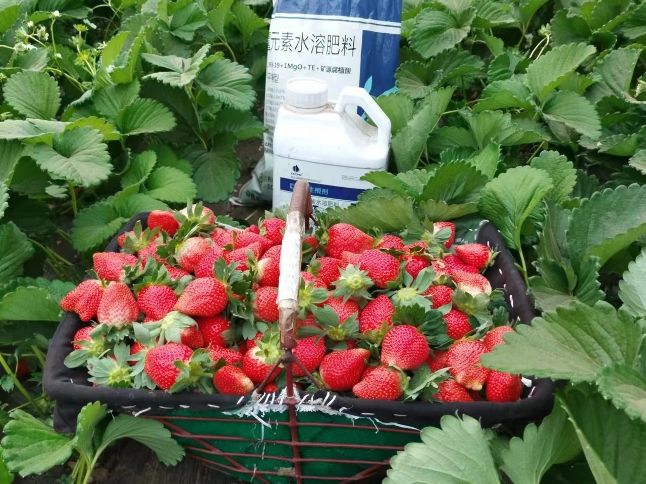 草莓施肥用什么肥料好？翠力施带您了解