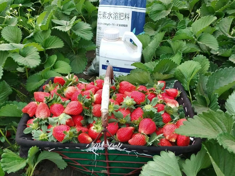 草莓施肥用什么肥料好—以翠草莓效果