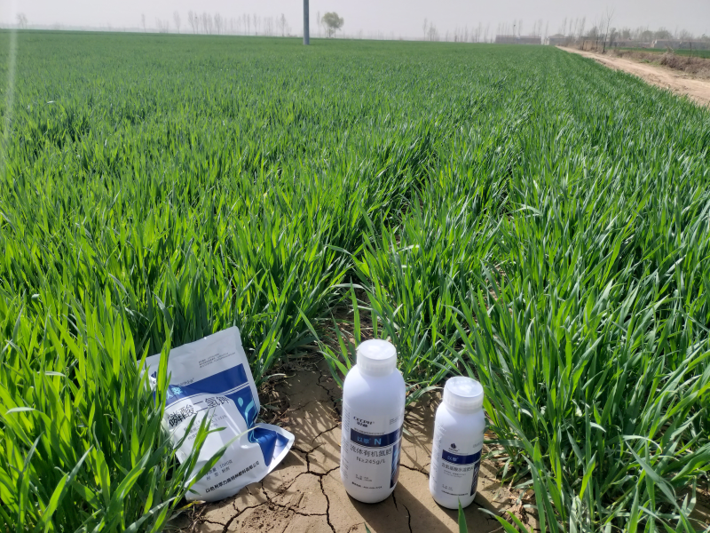 小麦打什么叶面肥增产-用以翠
