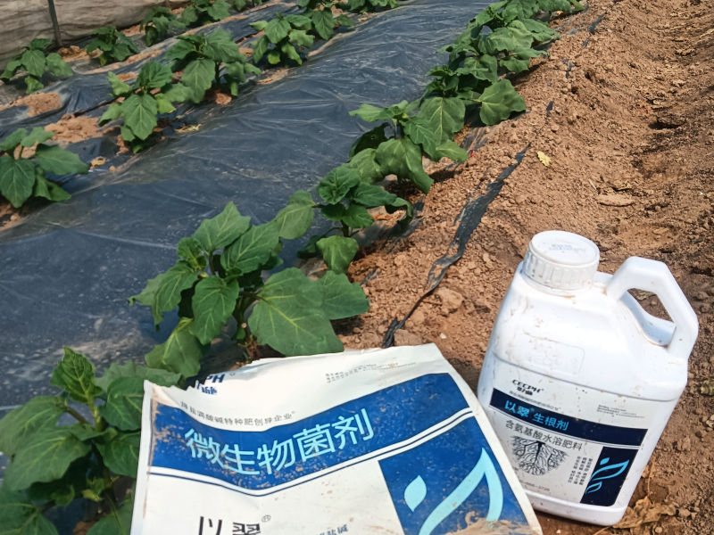茄子施什么肥长得最好-以翠效果 茄子施什么肥长得最好-以翠效果