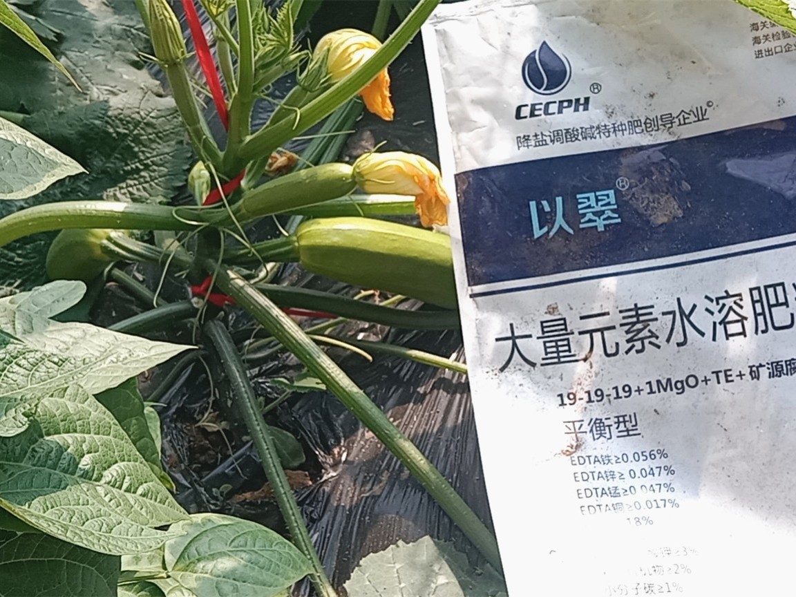 水溶肥怎么用效果好-以翠西葫芦