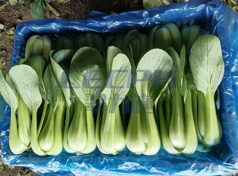 底肥用什么肥料好-以翠上海青效果