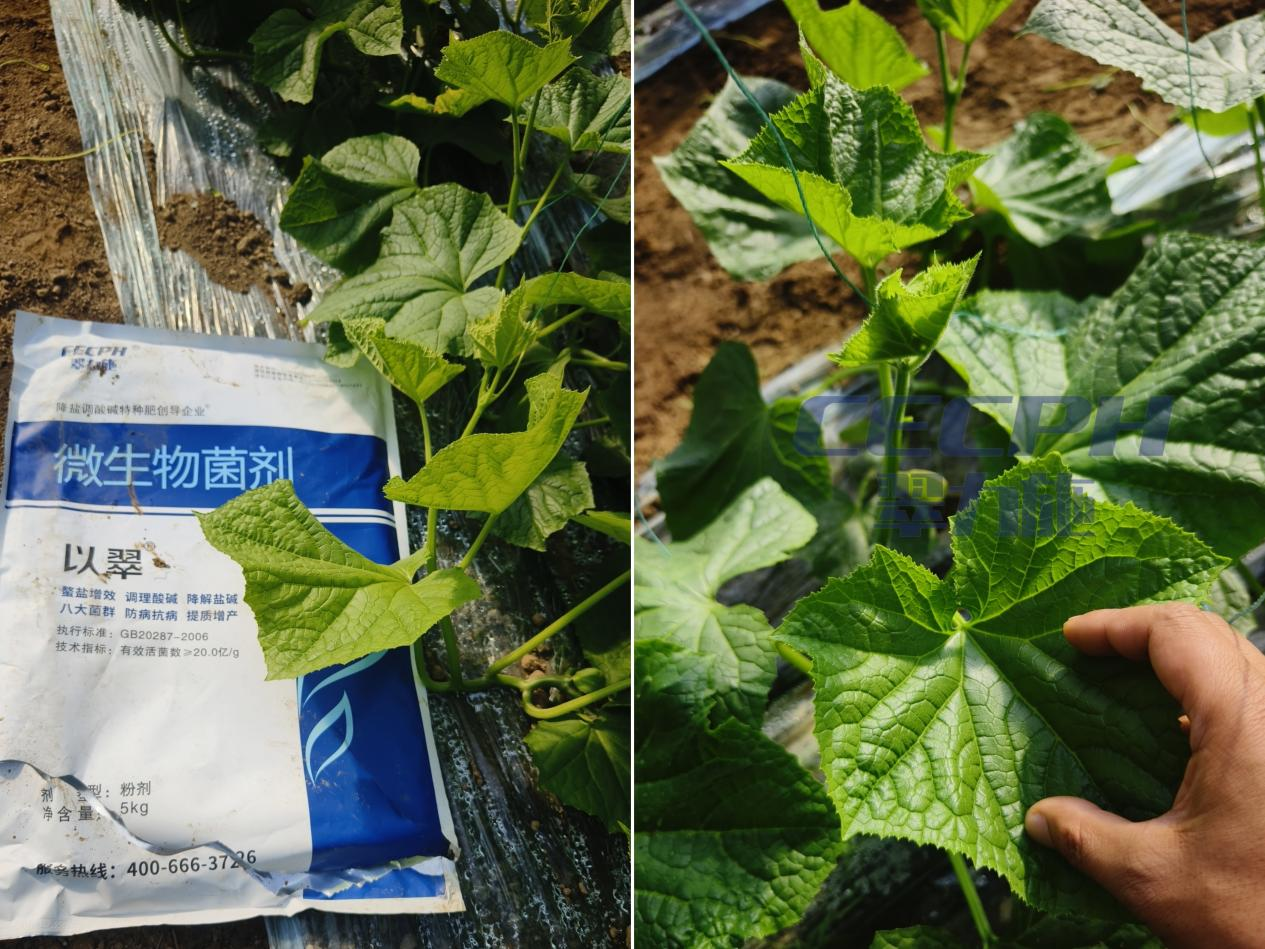 土壤板结用什么肥料好?
