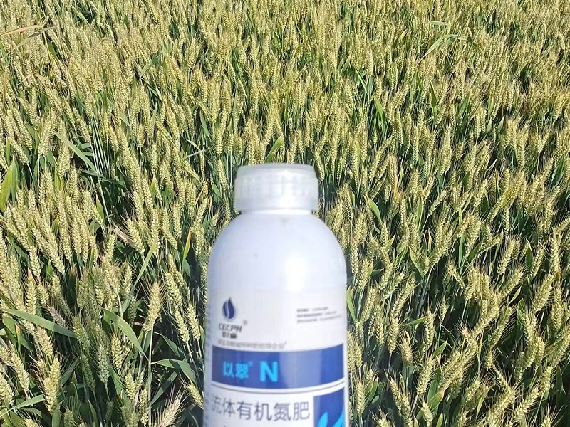 叶面肥-以翠小麦效果