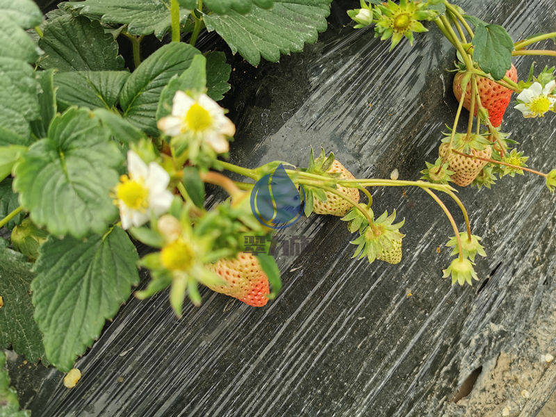 草莓施肥-以翠