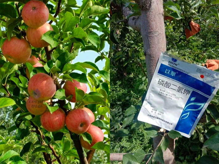 苹果树一年施几次肥-以翠苹果