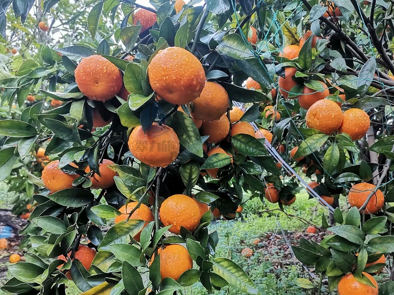 柑橘树什么时候施肥最好——以翠柑橘效果