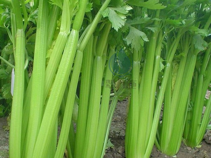 水溶肥品牌—以翠芹菜效果