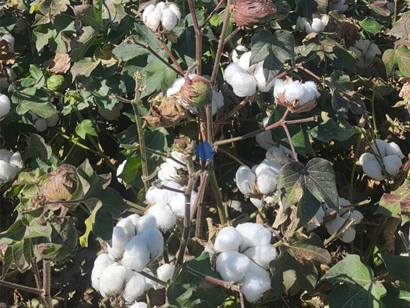 种棉花用什么肥料-以翠棉花