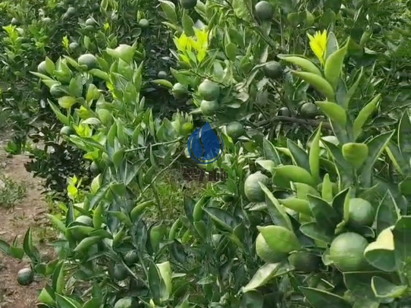 微生物菌剂-用以翠柑橘效果