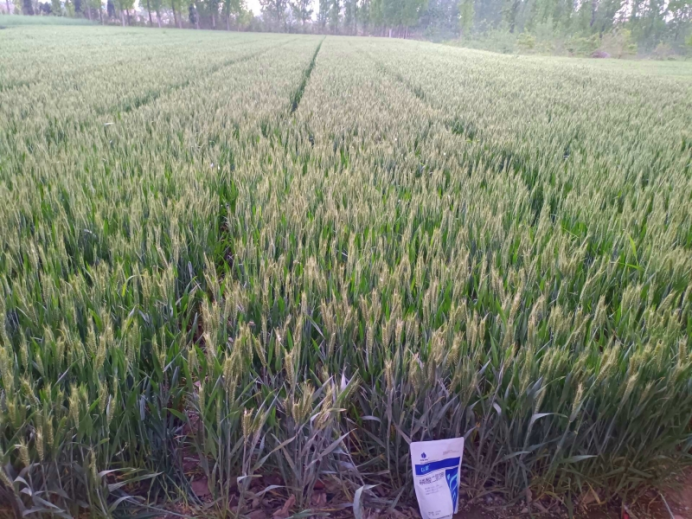 小麦高产用什么叶面肥-以翠水溶肥小麦