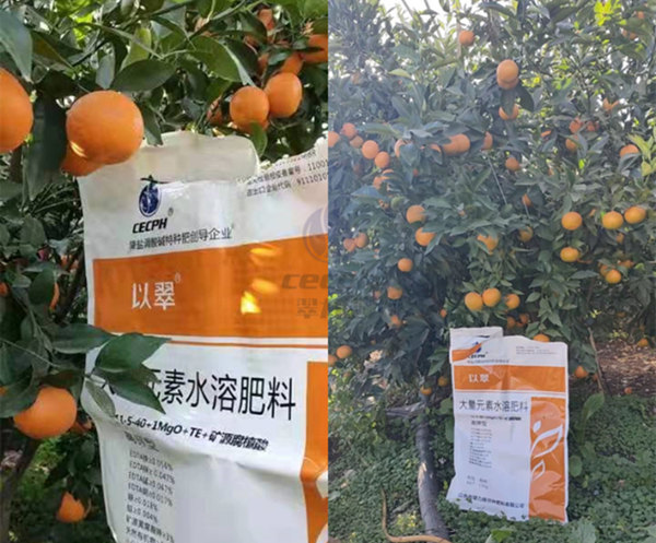 果树什么时候施肥更好-以翠大量元素柑橘