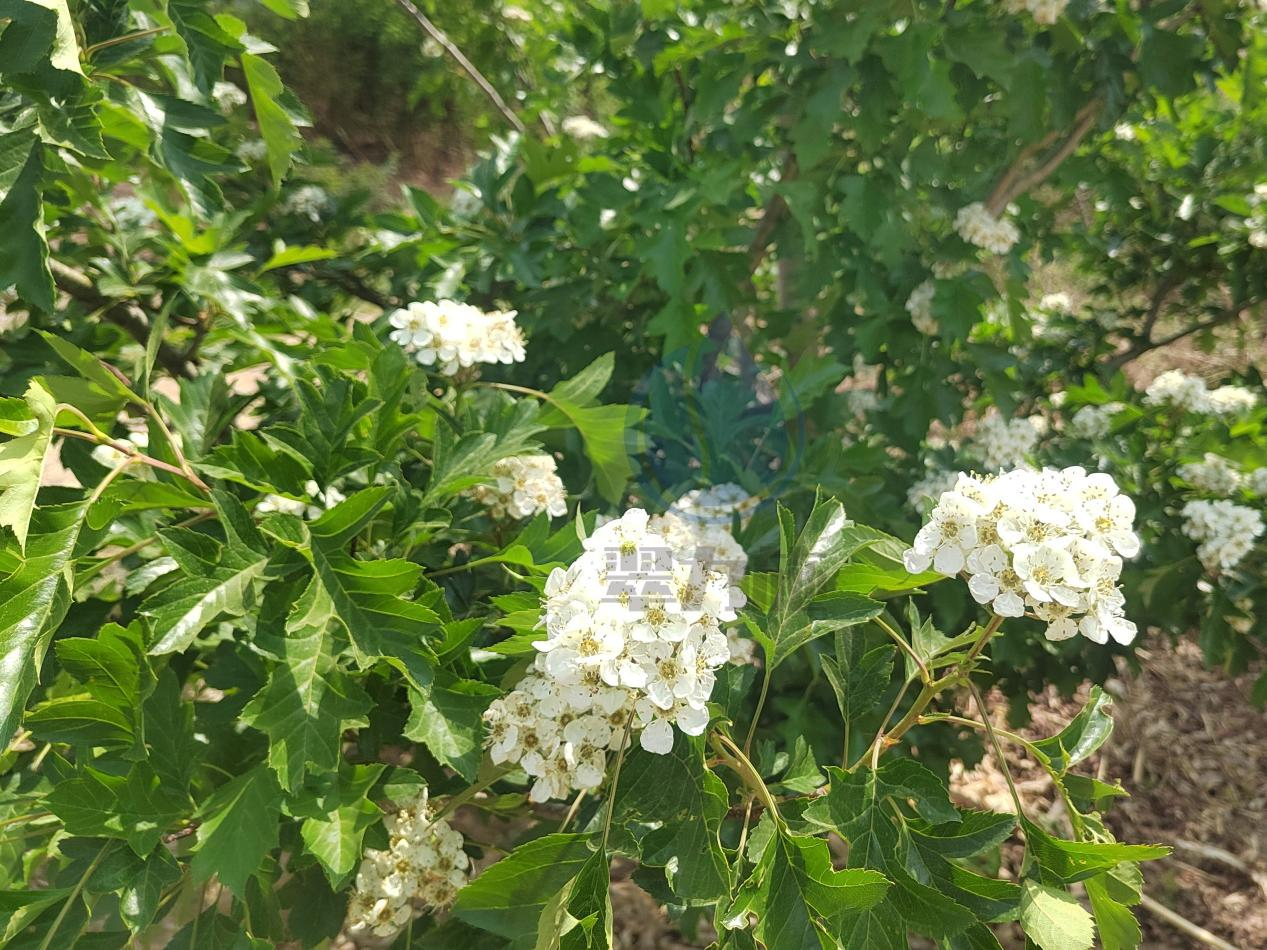 水溶肥厂家，何总为何选择翠力施