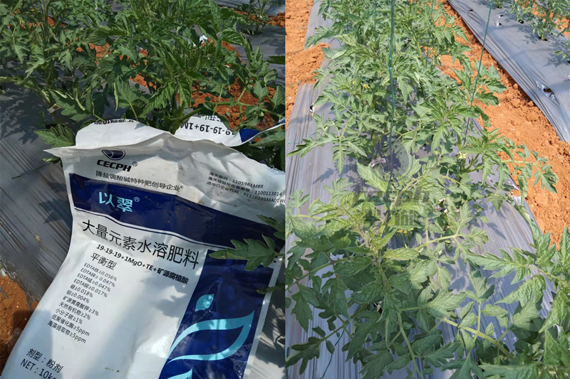 粉剂水溶肥-翠力施以翠水溶肥番茄