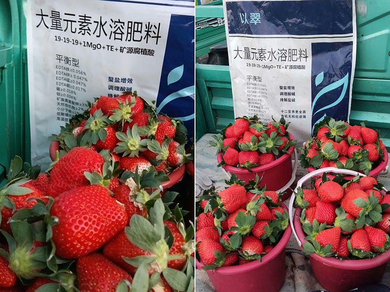 草莓施肥用什么肥料好—用以翠