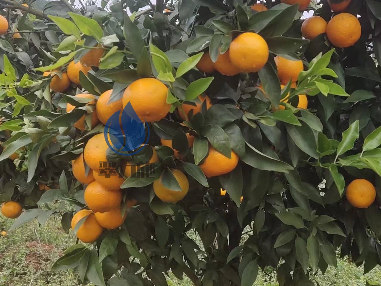 磷酸二氢钾，翠力施保花保果效果突出