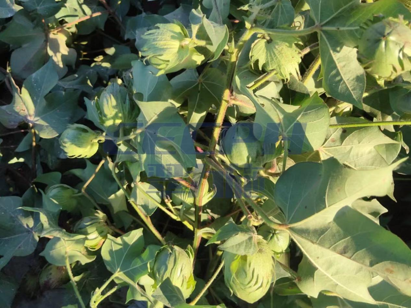 棉花用什么肥料比较好——以翠效果