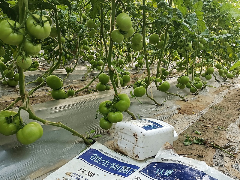 生根剂-以翠番茄效果